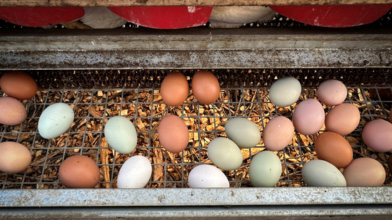 The US has asked Denmark to export eggs to help tackle America’s ongoing shortage(Representational image/Reuters)
