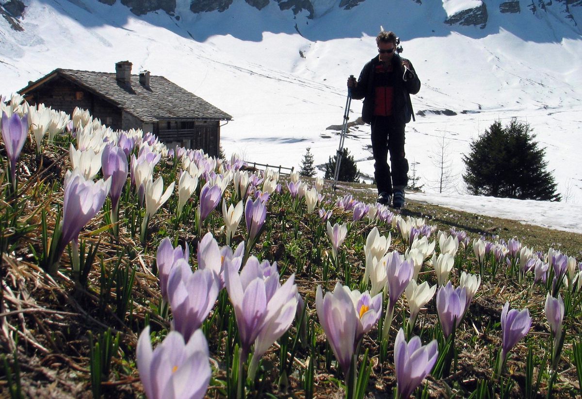 Ein Skitourenfahrer trägt seine Ski durch eine Wiese mit blühenden Krokussen beim Bodenaelpli im Safiental, Schweiz.