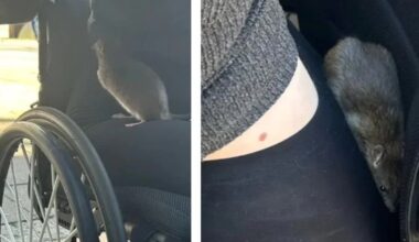 Disabled woman bitten by rat in Belfast city centre in broad daylight
