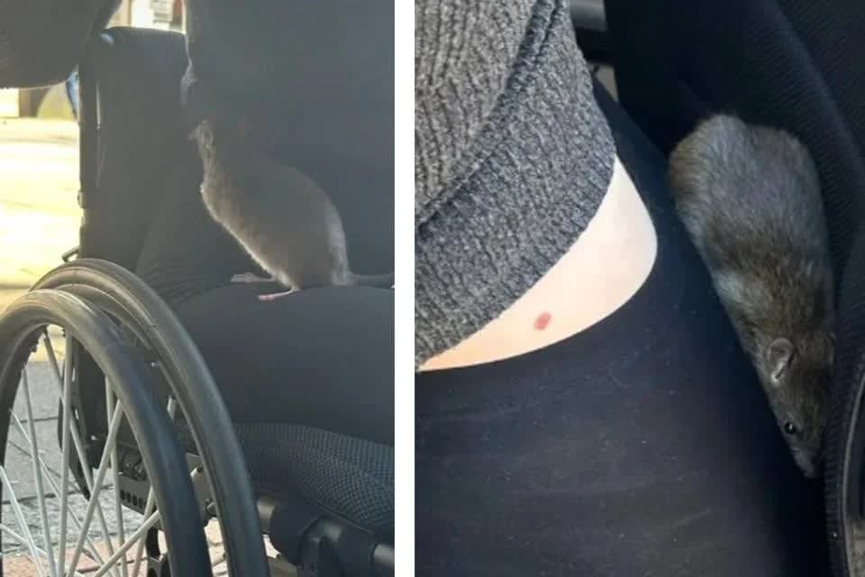 Disabled woman bitten by rat in Belfast city centre in broad daylight