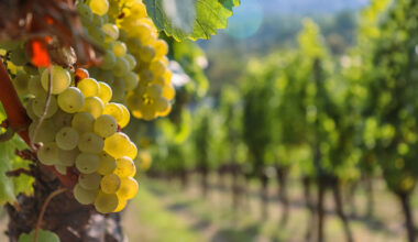 German winemakers plant French grapes as climate warms