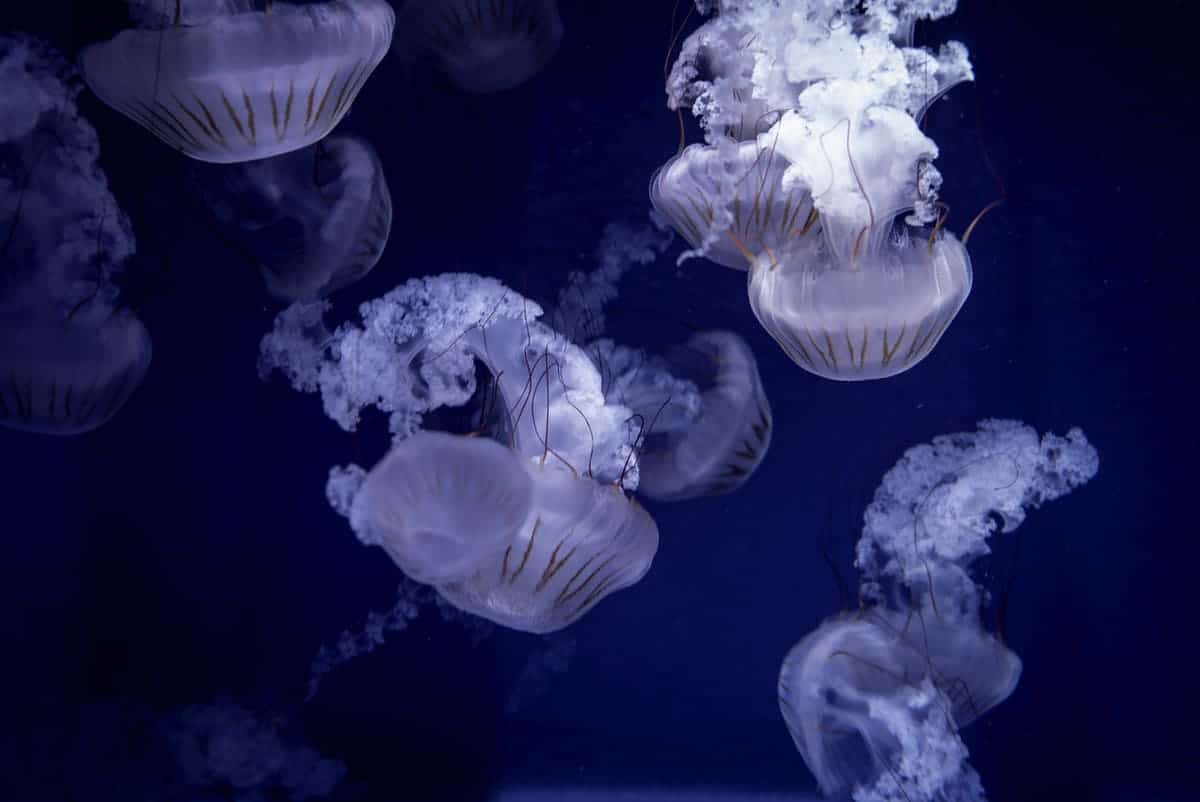 Jellyfish