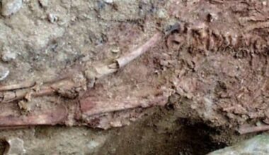 Mysterious Twist Revealed in Saga of Human-Neanderthal Hybrid Child : ScienceAlert