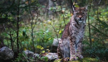 "Lynx have become political pawns in the culture war”: backlash as Sweden plans to kill more than 100 animals
