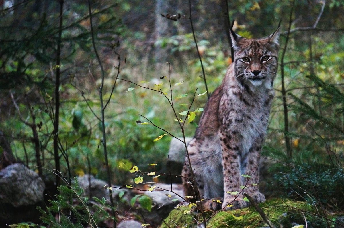 "Lynx have become political pawns in the culture war”: backlash as Sweden plans to kill more than 100 animals