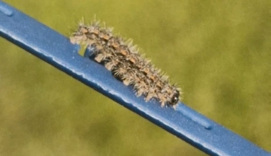 Hey Gartenfreunde, könnt ihr mir vielleicht verraten wer dieser kleine Kerl war und ob es eine gute Idee war ihn in meinem Garten auszusetzen?