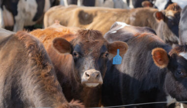 Forget fossil fuels, the meat and dairy industries are the real climate culprits, study finds