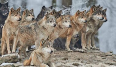 C'est fait depuis mercredi : Le loup n'est plus une espèce strictement protégée en Europe !