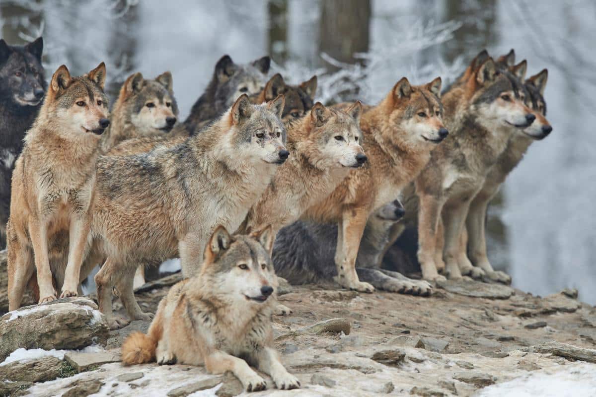 C'est fait depuis mercredi : Le loup n'est plus une espèce strictement protégée en Europe !
