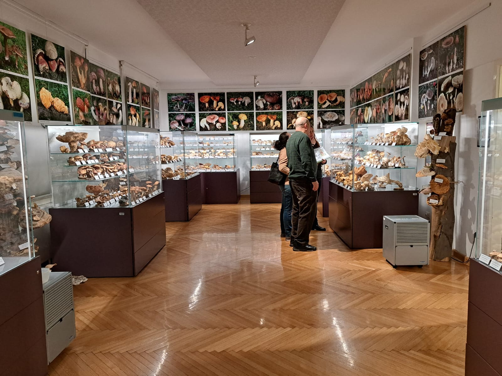 Mushroom Museum