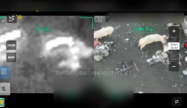 NSFL: aftermath of a russian assault in the Kupyansk direction, where pigs were observed consuming russian soldiers