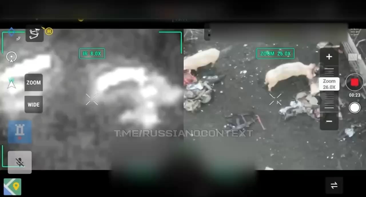 NSFL: aftermath of a russian assault in the Kupyansk direction, where pigs were observed consuming russian soldiers
