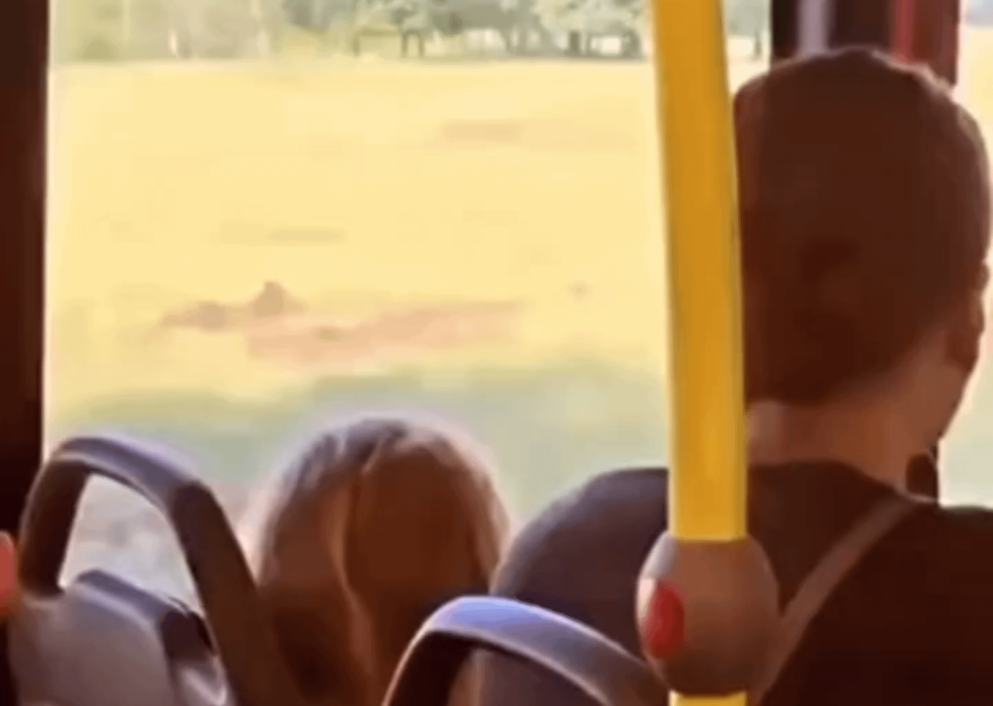 Common safari in Germany