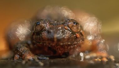 ‘Frogs carry the weight of our environment on their tiny shoulders’