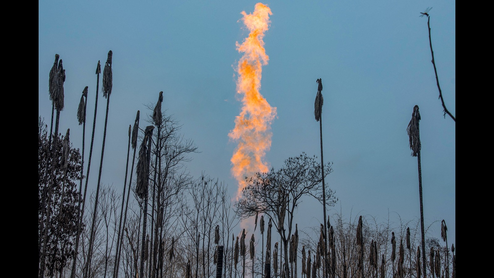 Why crude prices could be immune to Trump upheaval