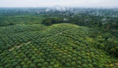 Aerial footage of palm oil and the forest in Sentabai Village, West Kalimantan. 2017.     Photo by Nanang Sujana/CIFOR