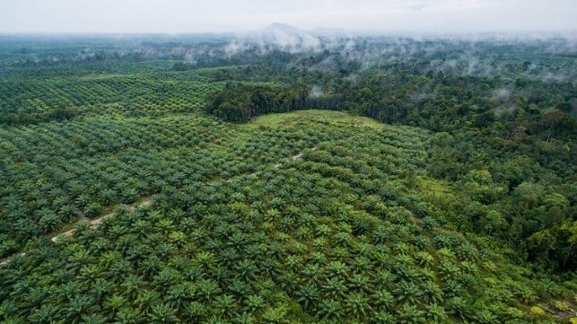 Aerial footage of palm oil and the forest in Sentabai Village, West Kalimantan. 2017.     Photo by Nanang Sujana/CIFOR