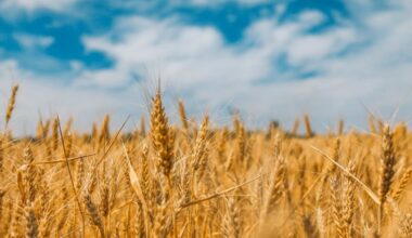 bne IntelliNews - Global warming could affect Indian wheat crop as temperatures remain above normal