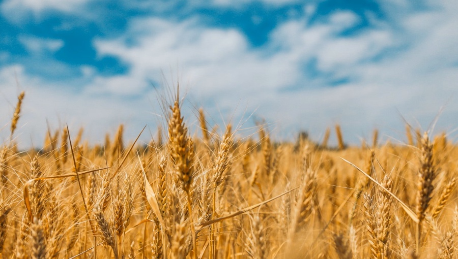 bne IntelliNews - Global warming could affect Indian wheat crop as temperatures remain above normal