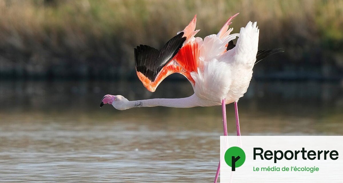 500 œufs de flamants roses détruits : la production du film de Nicolas Vanier devant le tribunal