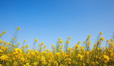 Lithuania suspends transit of Belarusian rapeseed oil from occupied…