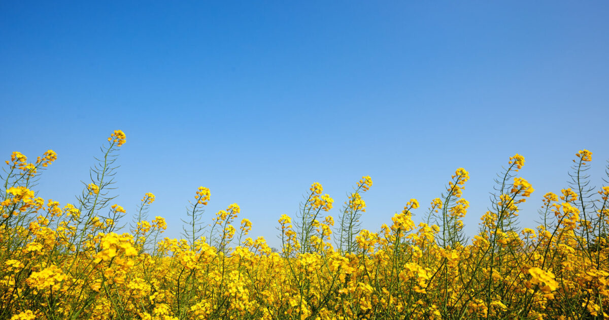 Lithuania suspends transit of Belarusian rapeseed oil from occupied…