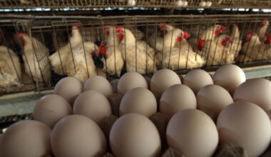 The latest U.S. demand of Denmark and other European countries to address US ‘egg crisis’