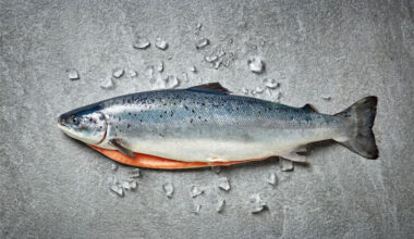 Kaldvik AS Completes the Acquisition of Key Assets in the Fish Farming Value Chain on the East-Coast of Iceland