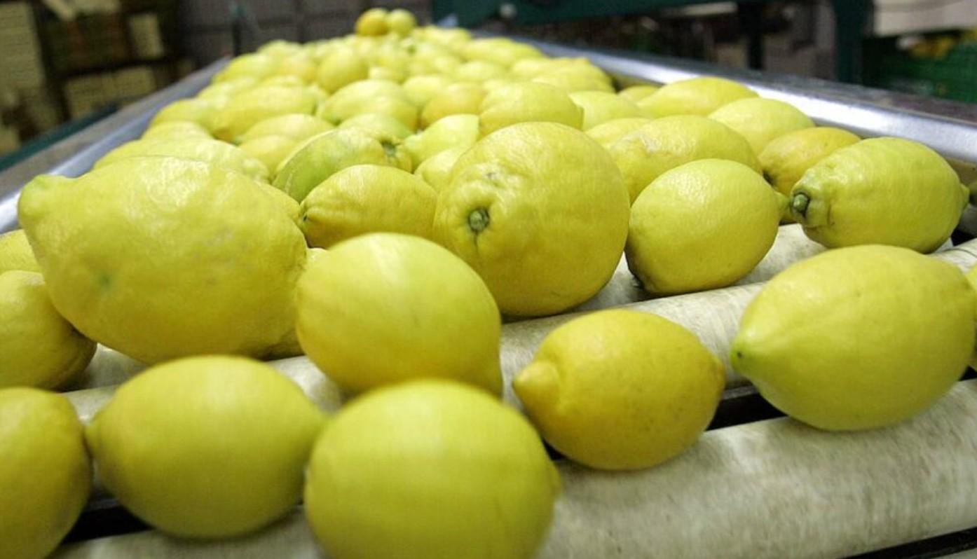 Lemons from Portugal closer to accessing Brazil