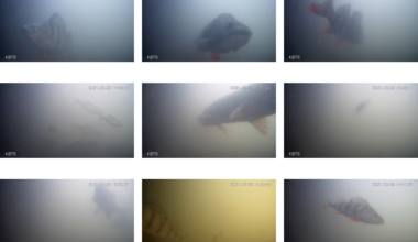 Live from the Netherlands: the country’s wildlife webcams