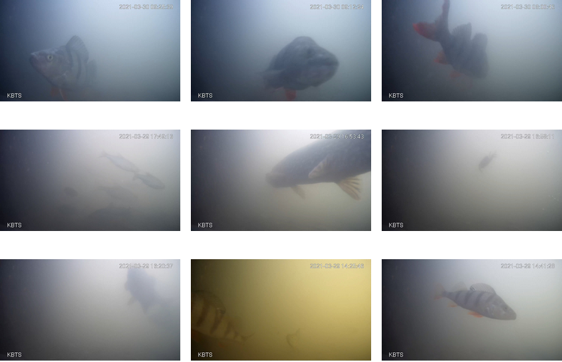 Live from the Netherlands: the country’s wildlife webcams