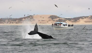 Finding Sanctuary | Whalefest celebrates our ocean economy – Santa Cruz Sentinel