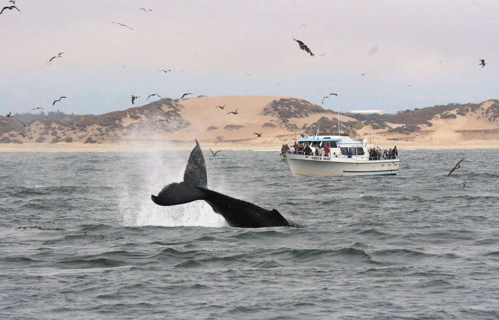 Finding Sanctuary | Whalefest celebrates our ocean economy – Santa Cruz Sentinel