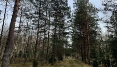 Precipitation and strong wind expected in Latvia; air temperature may reach +14° C this weekend