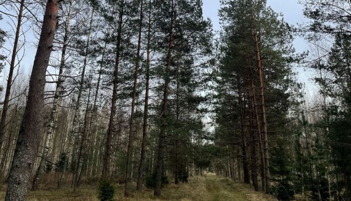 Precipitation and strong wind expected in Latvia; air temperature may reach +14° C this weekend