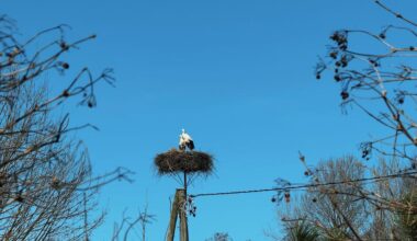 Spring-like warmth expected in Latvia over the weekend – up to +17°C