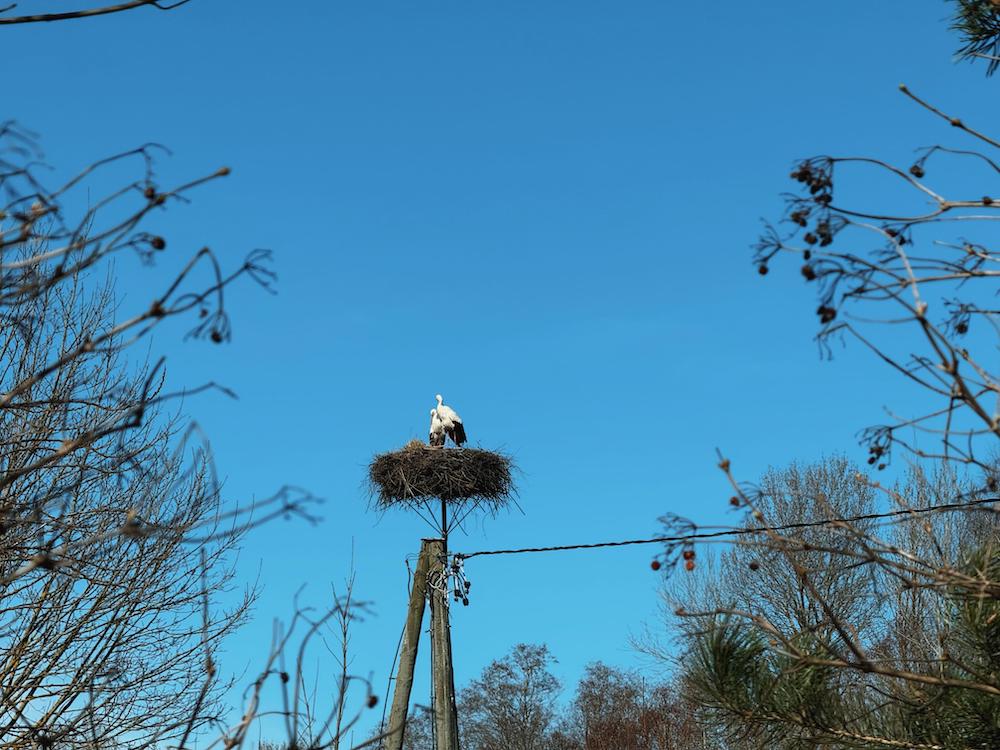 Spring-like warmth expected in Latvia over the weekend – up to +17°C
