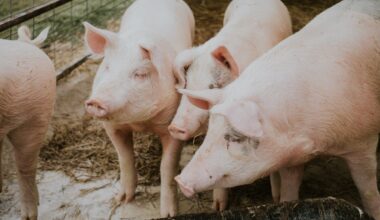 Voters Demand Farm Animal Protections From Both Politicians and Companies
