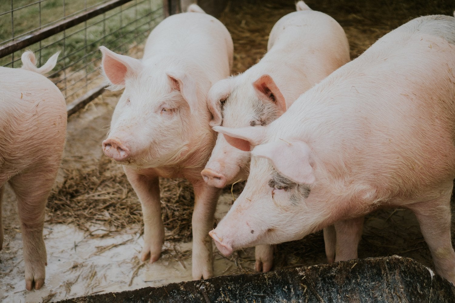 Voters Demand Farm Animal Protections From Both Politicians and Companies
