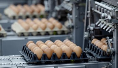 The US Is Importing A Huge Amount Of Eggs From Turkey Due To Bird Flu
