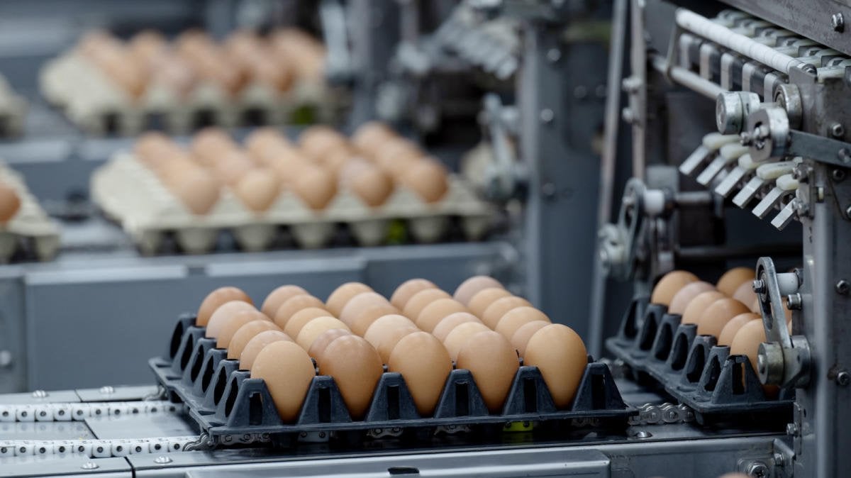 The US Is Importing A Huge Amount Of Eggs From Turkey Due To Bird Flu