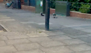 London gang brutal turf war!