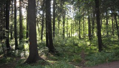 Climate Change Increases The Risk Of Tree Mortality In Urban Boreal Forests – Eurasia Review