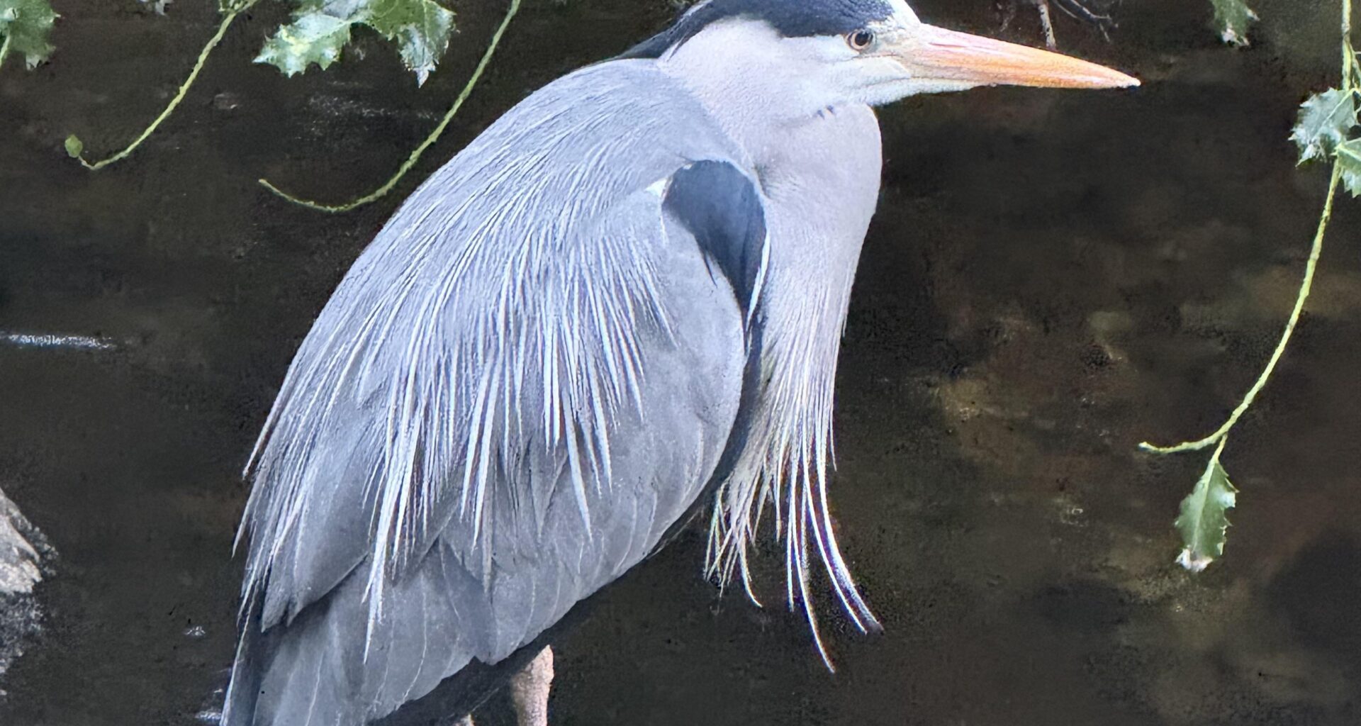 This dam bird saved me then shot up 😞 enjoy your heroin heroine heron
