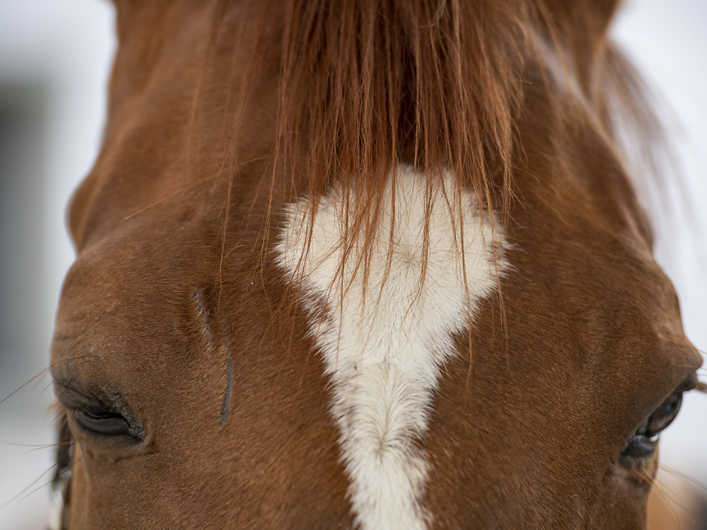 Animal and human hearts beat in sync during equine therapy