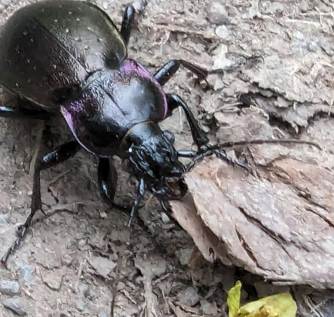 Großer schöner Käfer