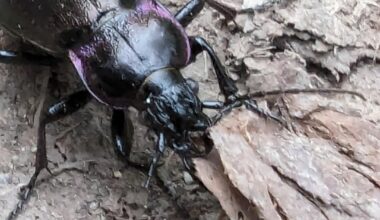 Großer schöner Käfer