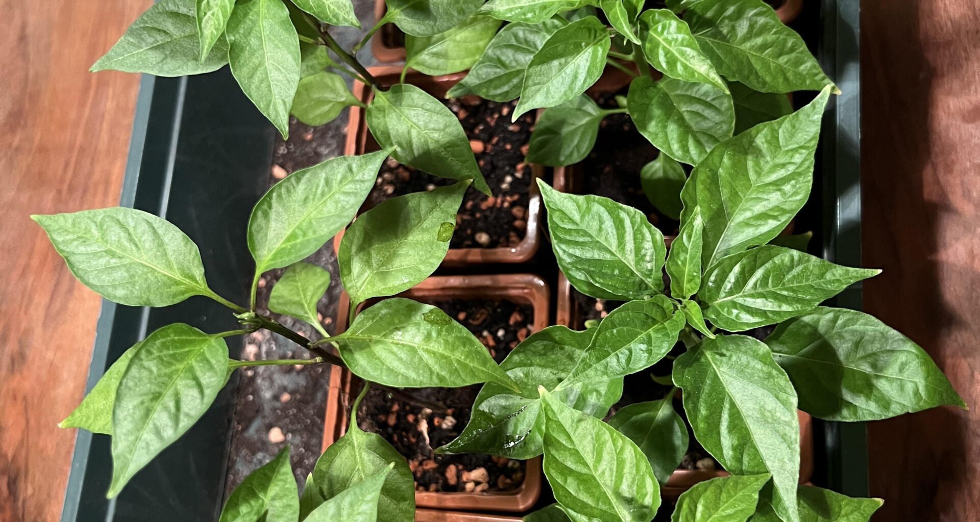 Chili gedeiht gut