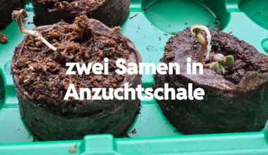 Wuchsrichtung der Wurzel in Anzucht