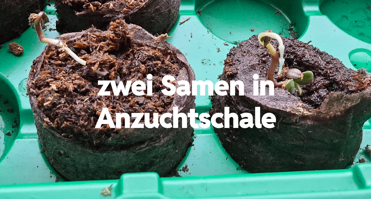 Wuchsrichtung der Wurzel in Anzucht